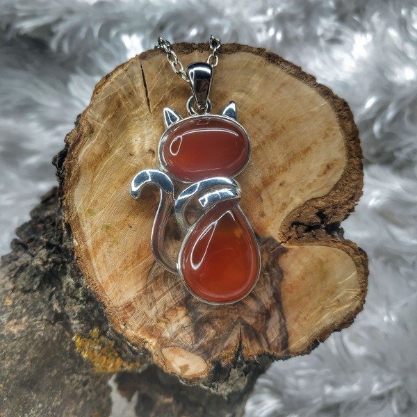 Gato Solidario Animales Rioja